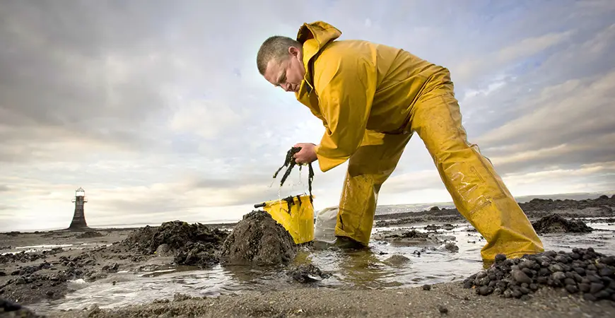Man collecting laverbread